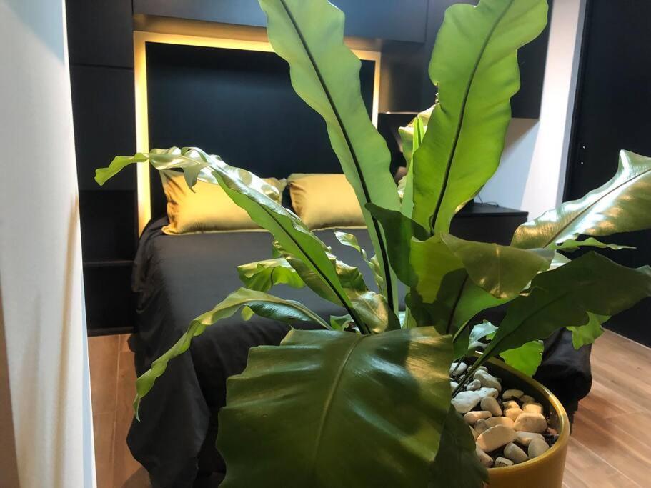 Black Loft. Moderno Y Nuevo, Super Ubicado. 墨西哥城 外观 照片